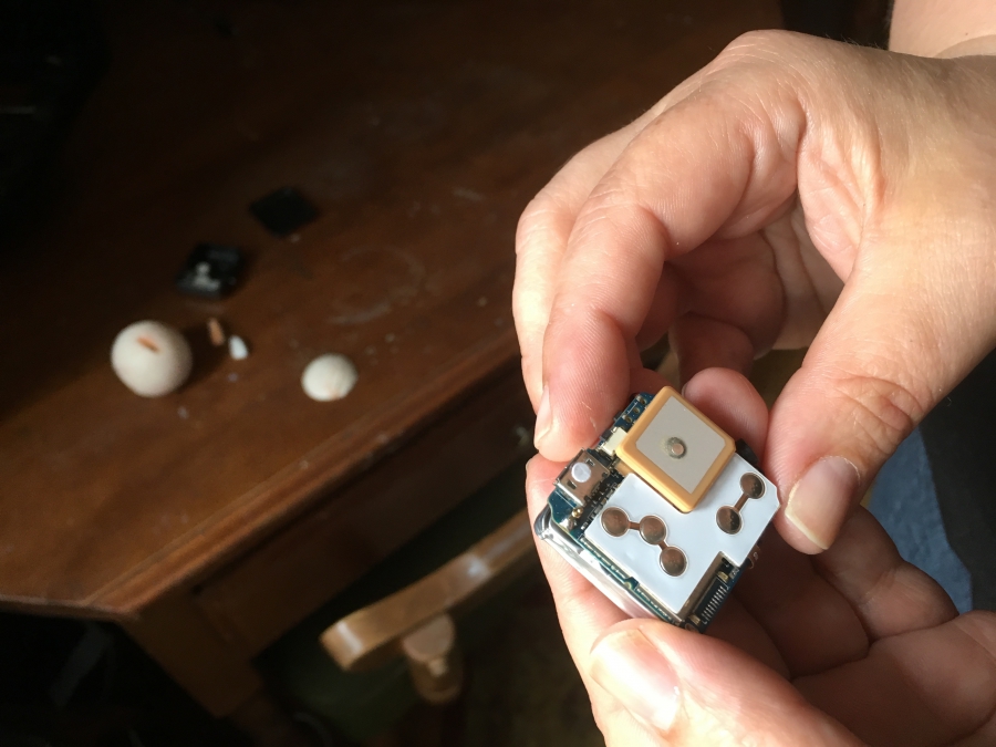 Williams-Guillen gets ready to put a GPS tracker in one of her fake turtle eggs. Williams-Guillen gets ready to put a GPS tracker in one of her fake turtle eggs.